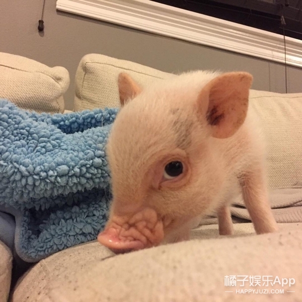 继吸猫吸狗之后又开始流行吸猪,这只中国网红猪竟然红到了国外_凤凰资讯