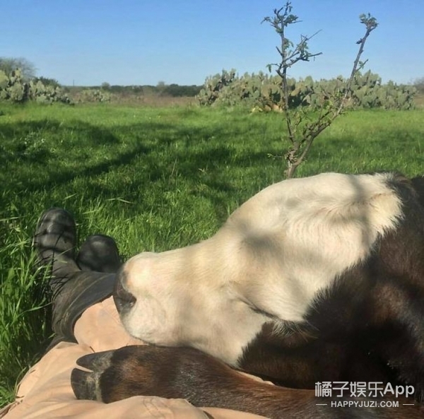 这个吐舌头的可爱的小牛哦