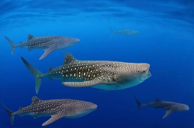 世界鲸鲨日：明星齐呼吁改变鲸鲨濒危命运