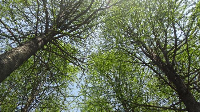 玄空堪舆家金润 庚寅日柱与人性吉凶