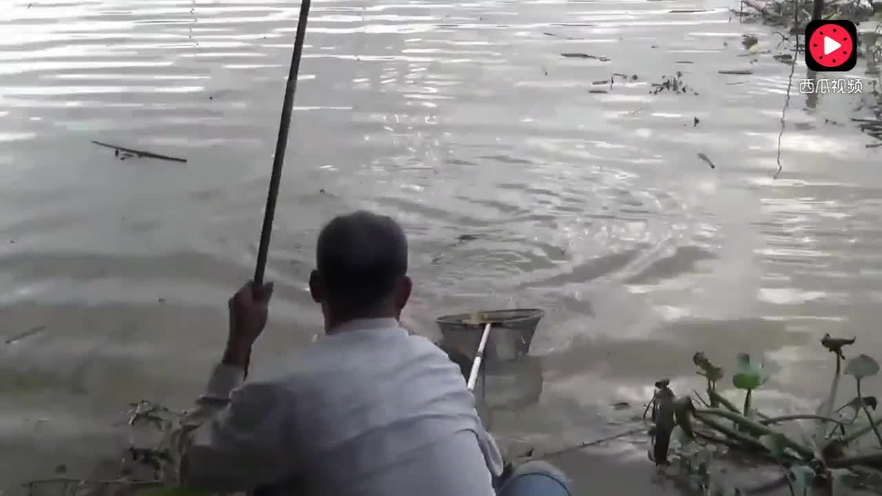 视频-钓鱼:水浮莲旁好漂亮的鲤鱼