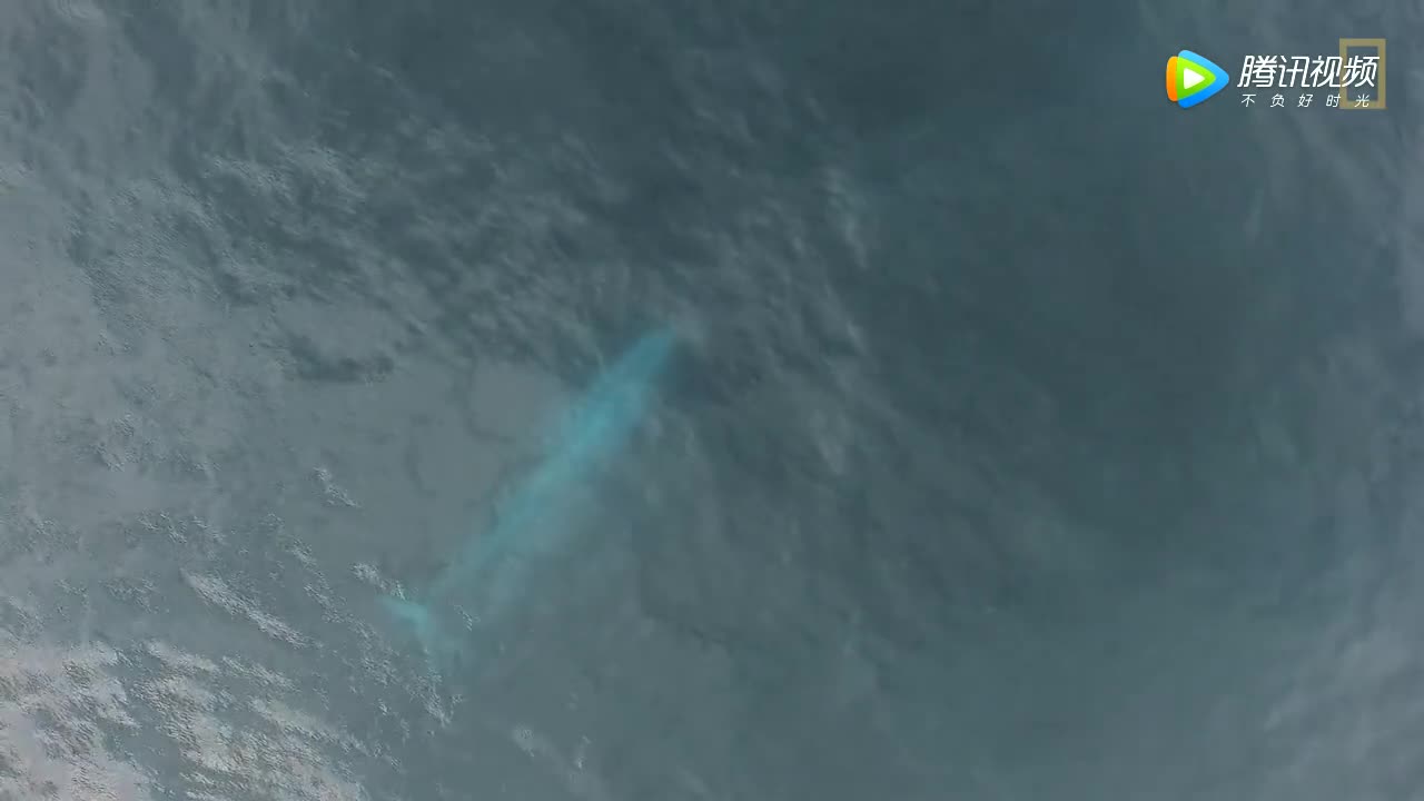 地球史上最大的动物有多大？它的动脉比你大腿粗_手机凤凰网