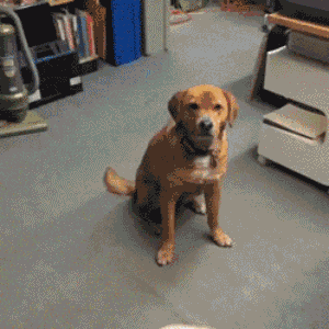 5128800F66D7994096957E171BE249A2ED0D6B87_size670_w300_h300.gif