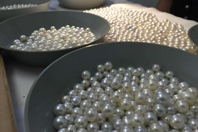珍珠养殖场迎来了丰收季，还收获了两颗罕见的天然珍珠