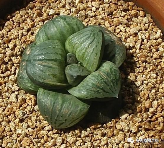 养12卷这12年之所见所闻所感(下):关于十二卷