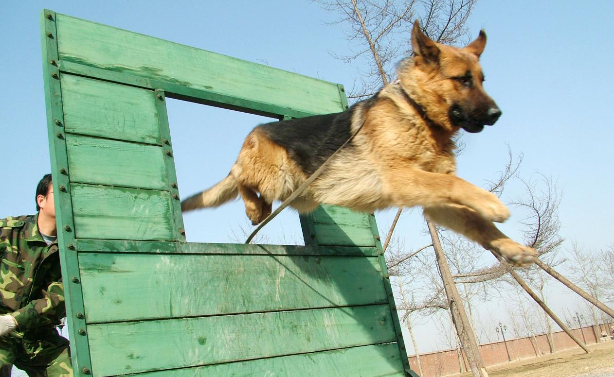 探秘警犬训练基地 看"汪星人"如何炼成警队精英