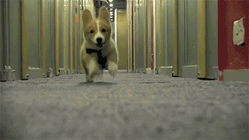 壁纸 动物 狗 狗狗 360_203 gif 动态图 动图