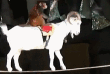 山羊走钢板桥   一直都以为羊咩咩是十分笨拙的,没想到山羊还能够走