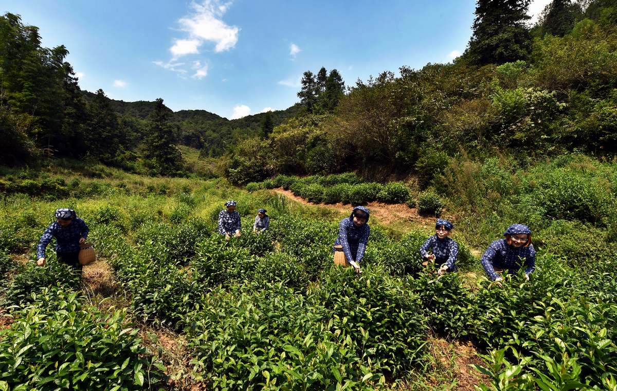 体育投注:寻茶问道婺媛红_官方直营_铜陵新闻网