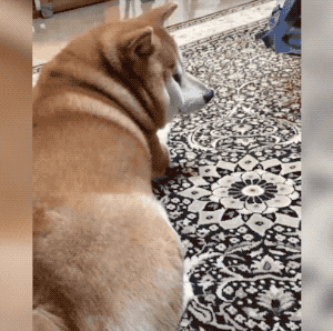 好好的一个美男狗,居然一歪头就变成褶子肉老干部?扎心了老铁