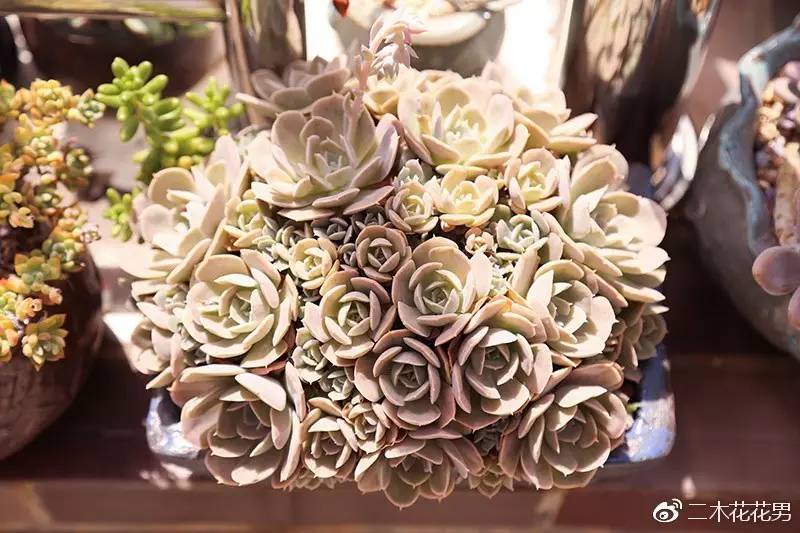 二木桃之卵老桩大揭秘!人人羡慕的桃蛋是到底怎么养出来的!_凤凰财经