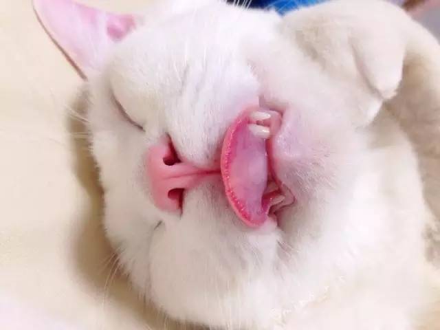 怎么才能快速睡着啊 5B65B58D257507AA24B320ED7690471CAF7E78FC_size17_w640_h480.jpeg