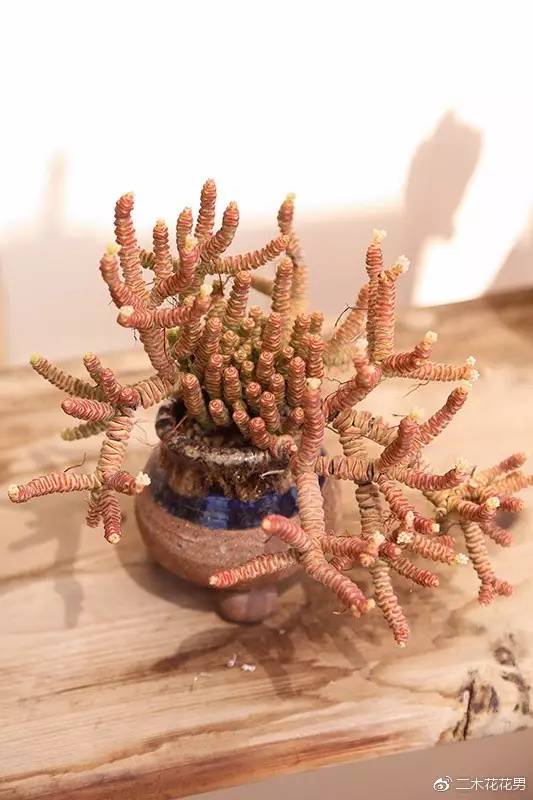 二木桃之卵老桩大揭秘!人人羡慕的桃蛋是到底怎么养出来的!