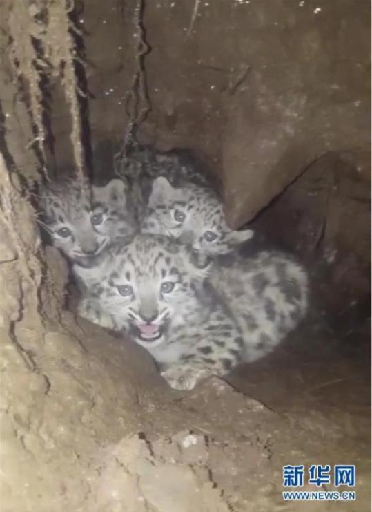世界罕见的三只雪豹幼崽 距离最近村落仅2公里