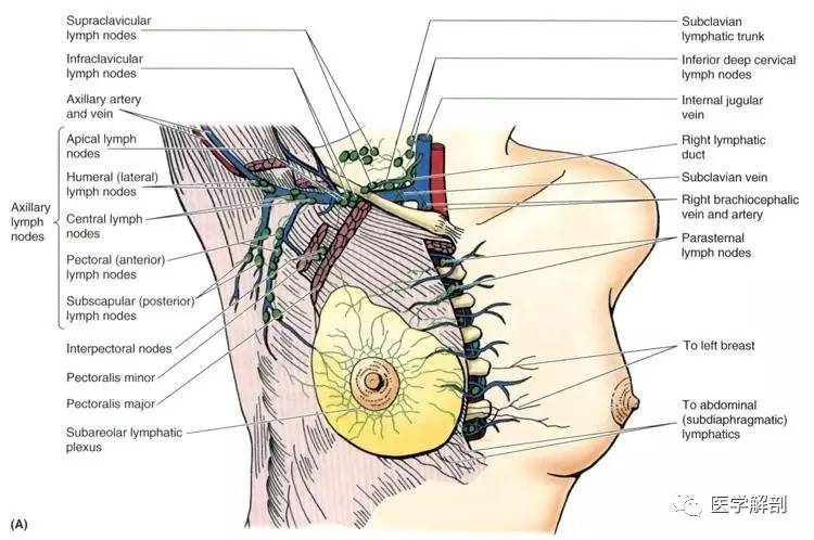 解剖 | 胸壁