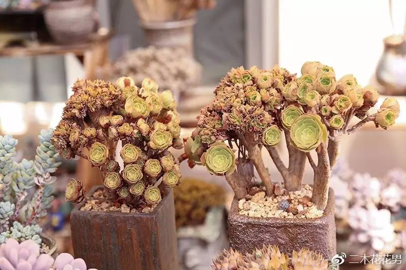 二木桃之卵老桩大揭秘!人人羡慕的桃蛋是到底怎么养出来的!_凤凰财经