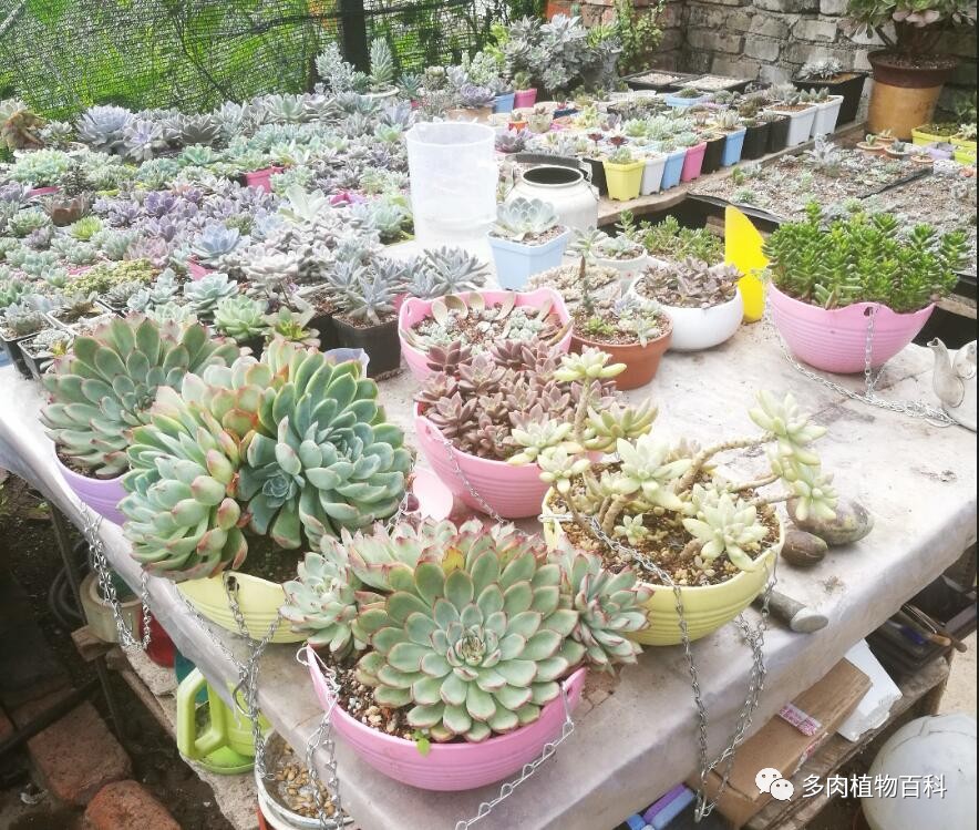 多肉小院 F40D367C8F0E20F82F393A2FAA134FB78BBD17D5_size233_w884_h749.jpeg