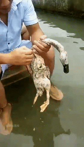 全球搞笑gif:突然提起被绿的往事,场面一度变得非常