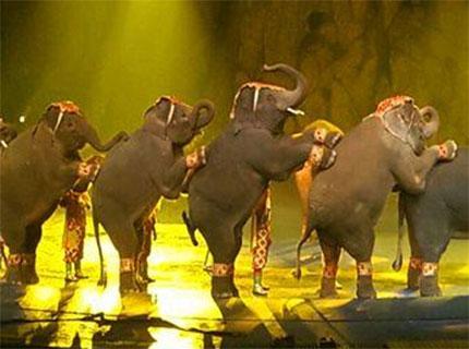 广州动物园终止马戏表演 马戏团：我们将继续表演