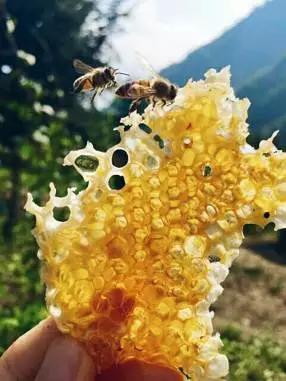 你不是真的懂蜂蜜