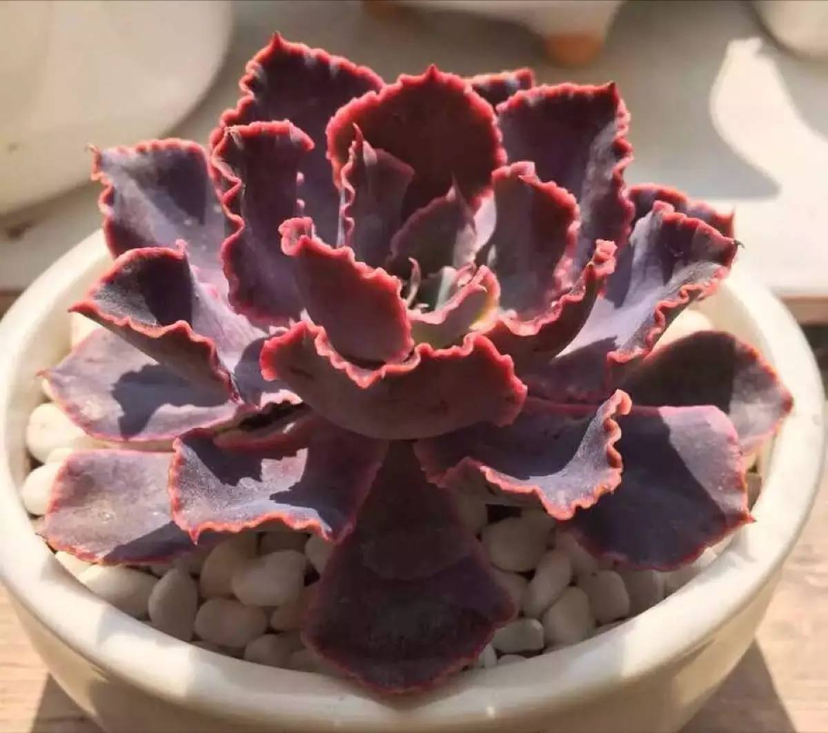 多肉黑腐烟煤爱生病却只用多菌灵?这样做效果