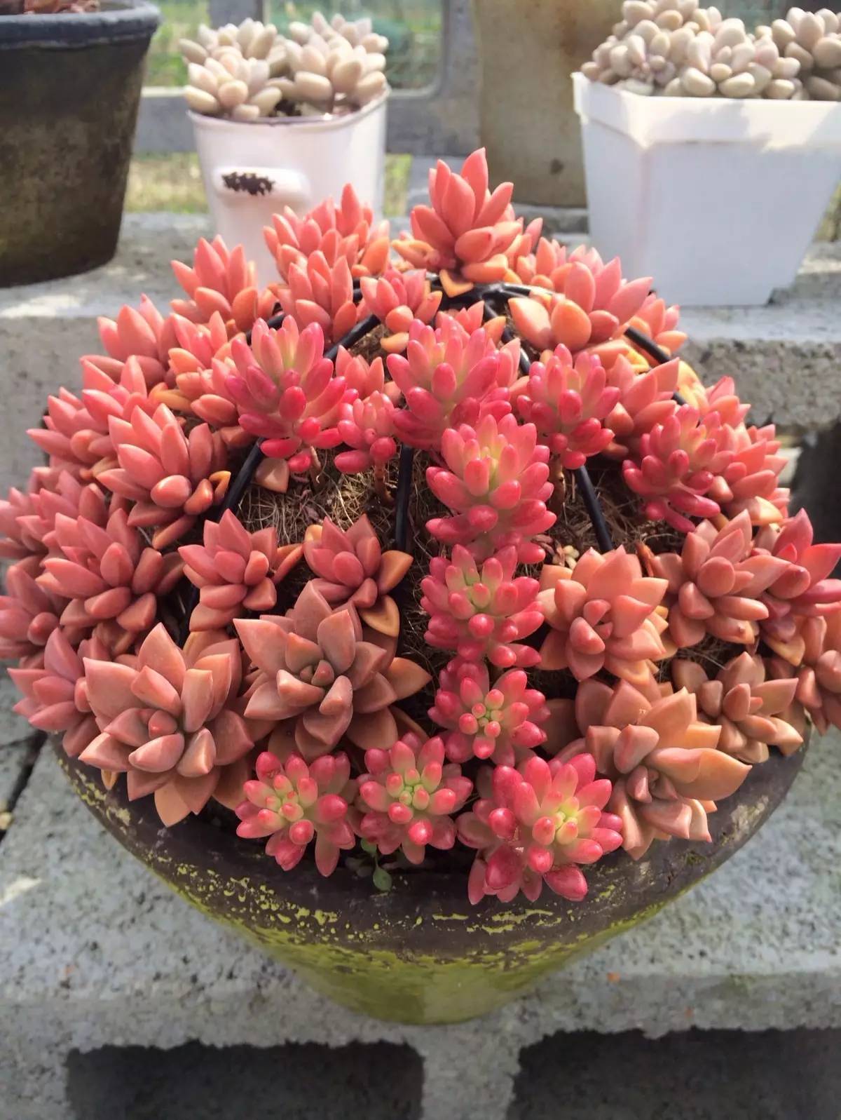 多肉黑腐烟煤爱生病却只用多菌灵?这样做效果