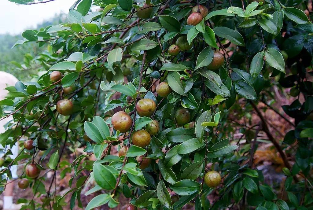2017中国(温州)森林旅游节即将开幕!这么多好玩的森林之旅等你来约~_凤凰资讯