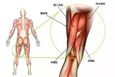 大腿后侧紧,做不了前屈?到底怎么回事?
