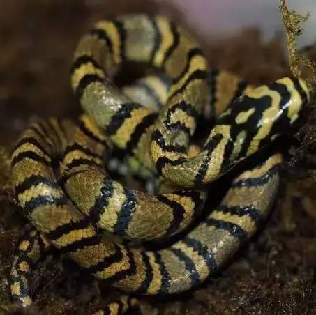 这是全球最美的蛇，被中国科学家成功繁育出来了！