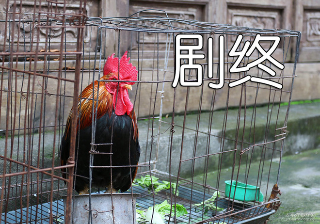 成都一日古镇吃货游记 三个男人一台车