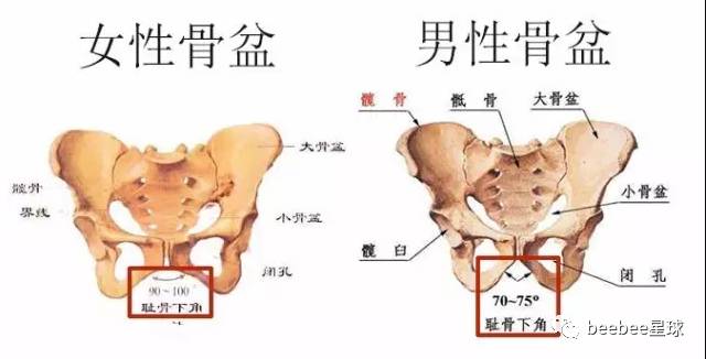 新闻客户端 女生耻骨骨盆中左右两个耻骨的夹角比男生大,使得女生双腿