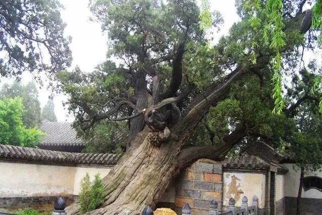 世界名木排行_中国公认的9种顶级古树名木