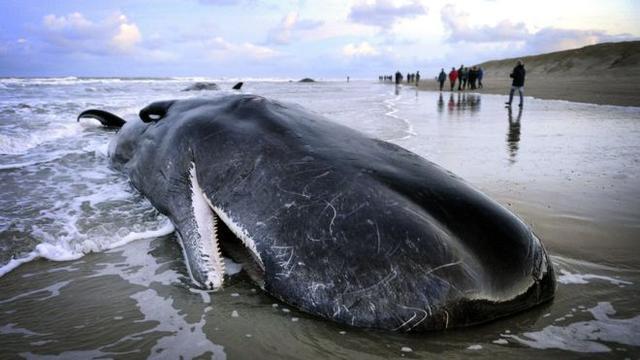 不到一个月时间29头鲸鱼搁浅死亡，科学家找出原因