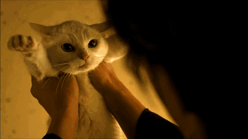 强烈反对养猫的硬汉们,见到小猫咪几天后就变成要抱抱