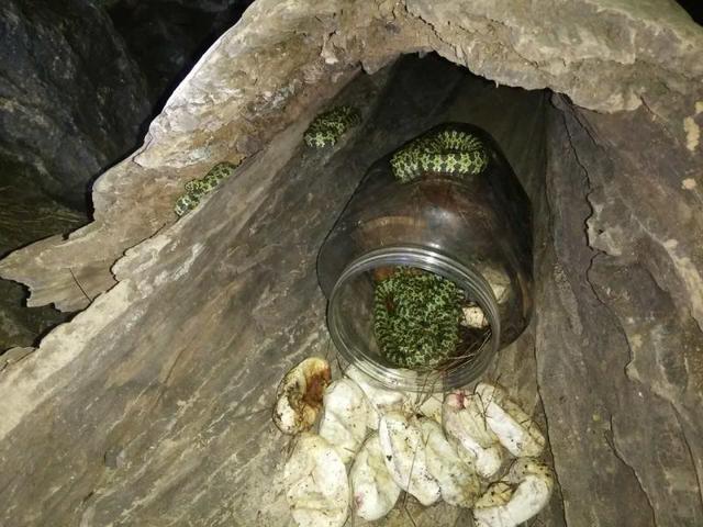 捡回一条世界濒危蛇，生下10个“蛇宝宝”