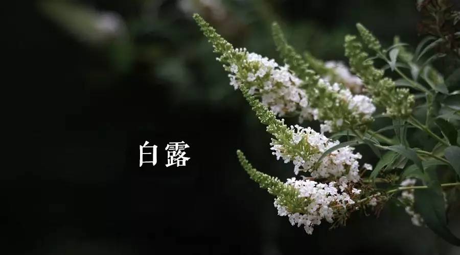 朗诵/ 敬一丹 配乐/巫娜《风月无古今》 《四时之秋白露》 作者/熊春锦 白露是阳历9月的头一个节气,当此时节,秋高气爽,秋花浓艳,非常怡人。但地球上许多有生命的东西,也会在萧瑟秋风中随之由荣而衰。万物兴衰皆自然,天行有常,不以尧存,不以舜亡。 白露是反映自然界气温变化的节令。中国大陆绝大部分地区的气温开始下降,天气转凉。此时节,在清晨时分,地面和植物的叶子上有许多露珠,细小的露珠密集地附着在花草树木的绿色茎叶或花瓣上,洁白而清透,尤其是经早晨的太阳光照射,看上去更加晶莹剔透。 摄影/ 敬一丹 古