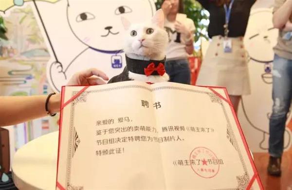 2年前一只饿猫走进腾讯 成为4万员工之一 