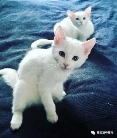 比较安静的猫咪推荐 17037358822B7AF72D392357414172E052E00336_size40_w469_h553.jpeg