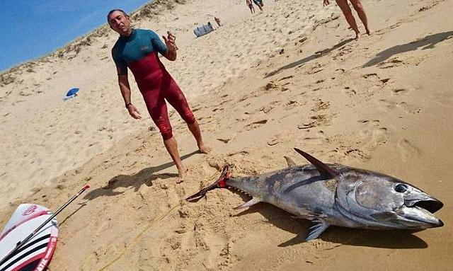 男子冲浪碰到条2百斤的金枪鱼，一番搏斗后将其拖回岸边