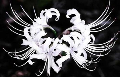 冥界之花被发现,盘点带有传说的冥界四花