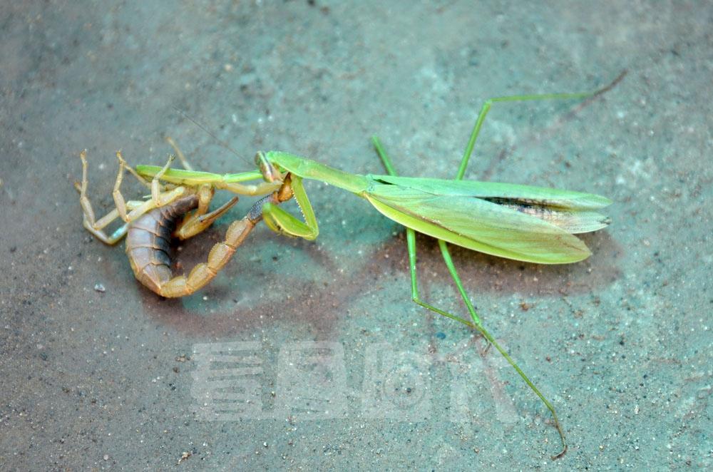 小编实拍7张螳螂对决蝎子图片,您认为哪个更厉害?