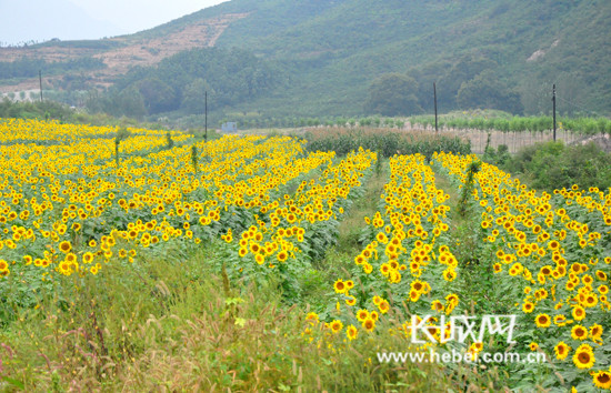 环长城旅游公路沿线油葵田。祖迪 摄 长城网秦皇岛9月8日讯(记者 祖迪)以前我们村处在个死角,交通很不方便,自打这条路修好了,游客过来也不用绕道了。看着村口出出进进的旅游车,秦皇岛市海港区董家口村村支书孙振新特别开心,这几个月,越来越多的人愿意来村里玩,预计今年单农家乐一项收入就能达到1000万元。 今年4月底,随着长城旅游公路环线的贯通,更多游客走进秦皇岛北部山区,沿着公路看长城、赏美景、住农家,深度体验山区郊游的乐趣。 这条崭新的环长城旅游公路,是秦皇岛市借势旅发大会,打造全域旅游
