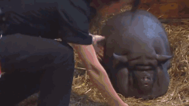 大师兄吃成二师兄了