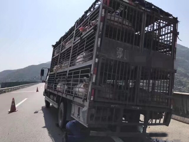 运猪车着火二师兄差点成烧猪