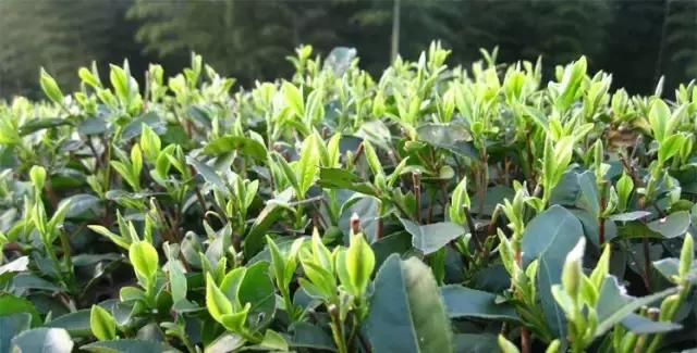 种茶始祖吴理真为何又被称为“甘露大师”?