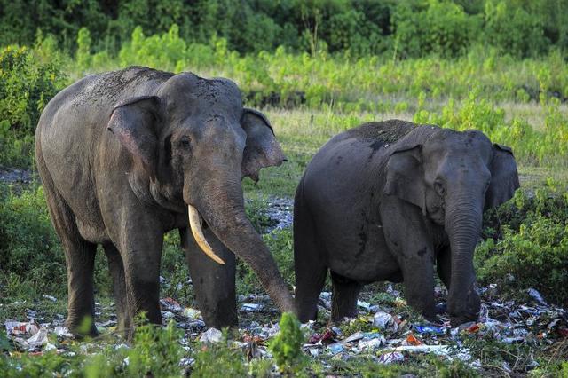 大象因饥饿到垃圾堆里觅食，动物们的生存环境让人堪忧