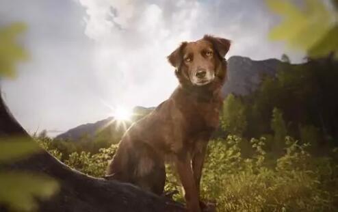 单身狗经济 发力下,婚恋APP走型难走心