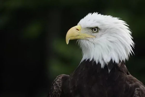 12499元！索尼超长焦黑卡RX10 IV开卖：0.03秒对焦