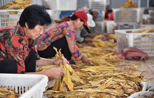 落实税收法定原则的标志性事件:烟叶税立法开