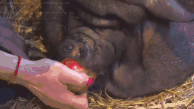 大师兄吃成二师兄了